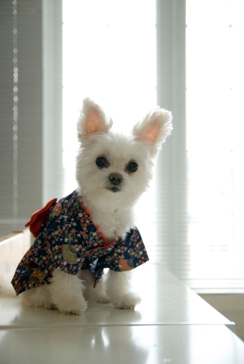 cute maltipom on a desk